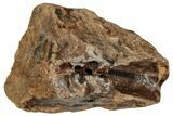 Fossil Dinosaur (Triceratops) Shed Tooth - Montana #288114-1